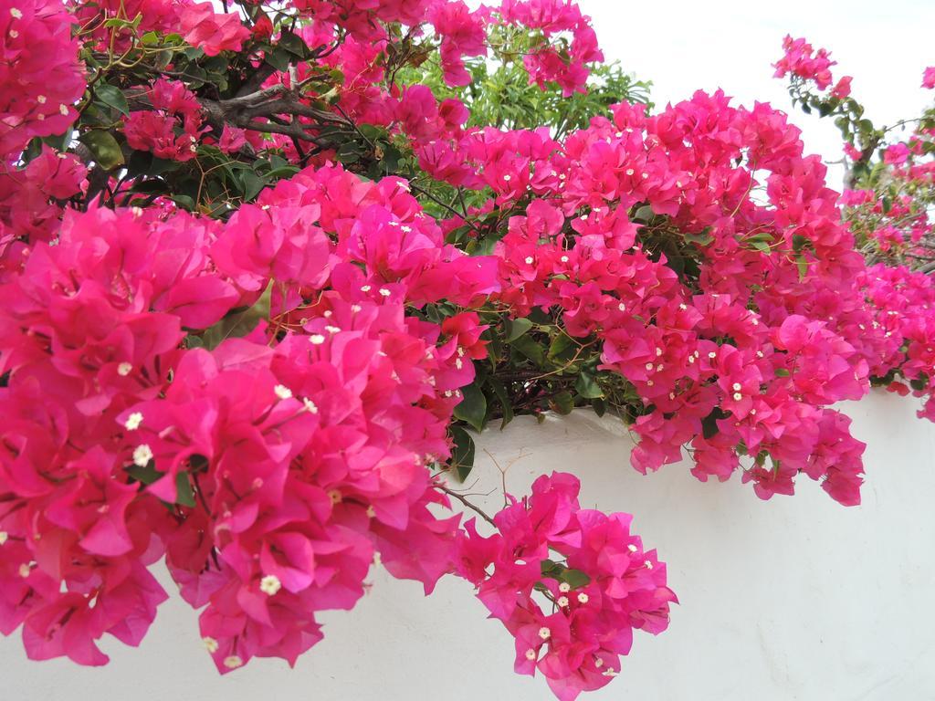 Villa Bougainvillea Aruba, The Tango Suite Palm Beach Cameră foto