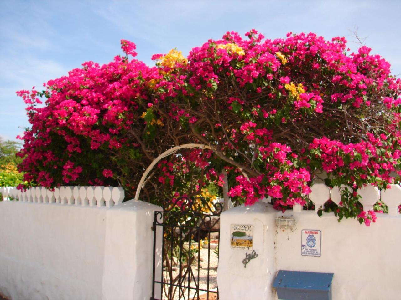 Villa Bougainvillea Aruba, The Tango Suite Palm Beach Exterior foto