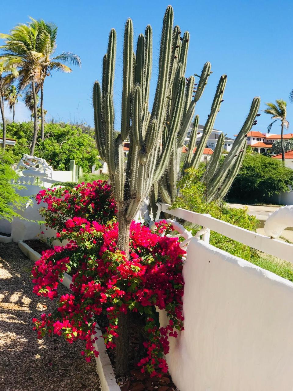 Villa Bougainvillea Aruba, The Tango Suite Palm Beach Exterior foto